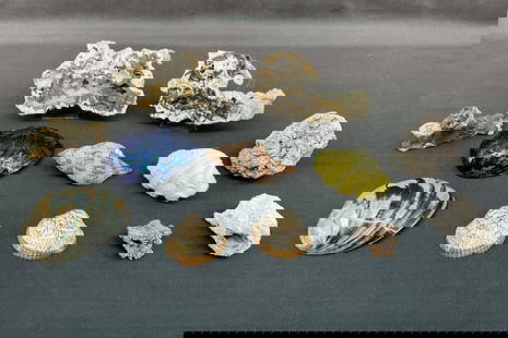 Variety of crystalized and agatized coral  specimens (Florida) and a mix of shells including: Variety of crystalized and agatized coral specimens (Florida) and a mix of shells including abalone, paua, and more. Stands included. Size: various, largest 4.5"T x 7"W x 1.5"D Provenance: From the li
