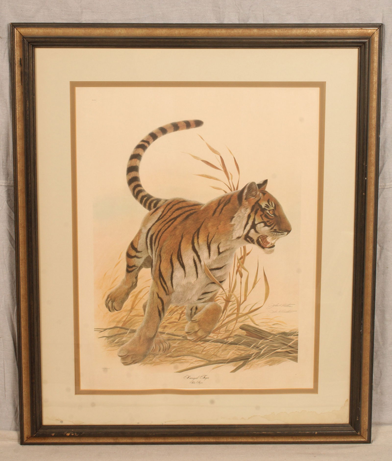 Framed Tiger Lithograph, Signed Ruthven (1 of 10)