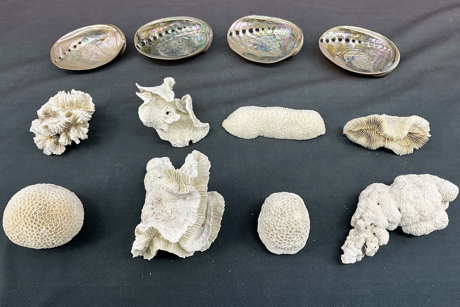 Coral and Shell Collection (1 of 14)