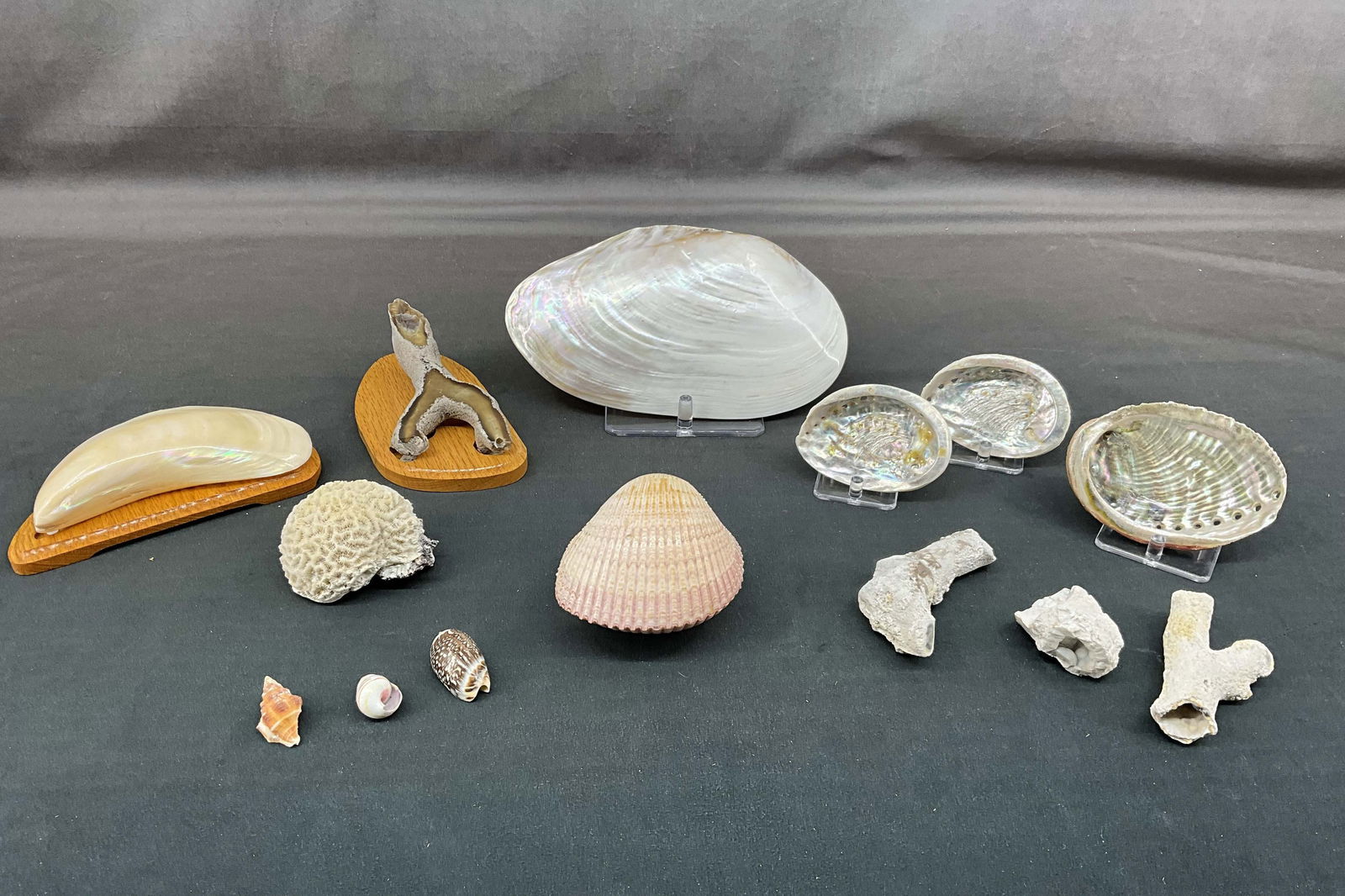 Mixed Shells, Coral Geodes, Mother Of Pearl (1 of 14)