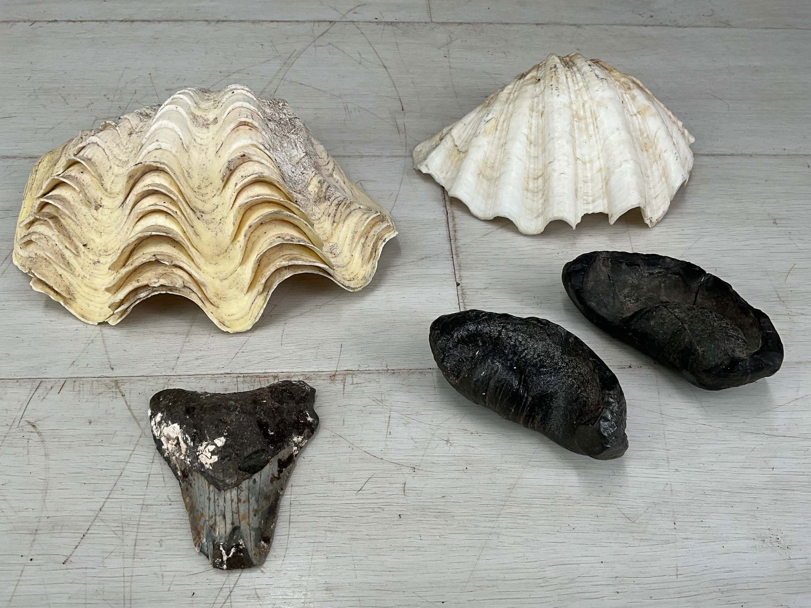 Maritime Collection, Fossils and Shells: Including fossilized whale ear bones, a megalodon tooth, and 2 tridacna shells. Size: largest 2"T x 7"L x 6"D
