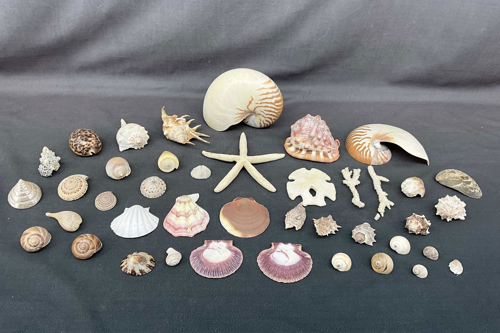 Curiosity Collection of Mollusk Shells and Coral (1 of 8)