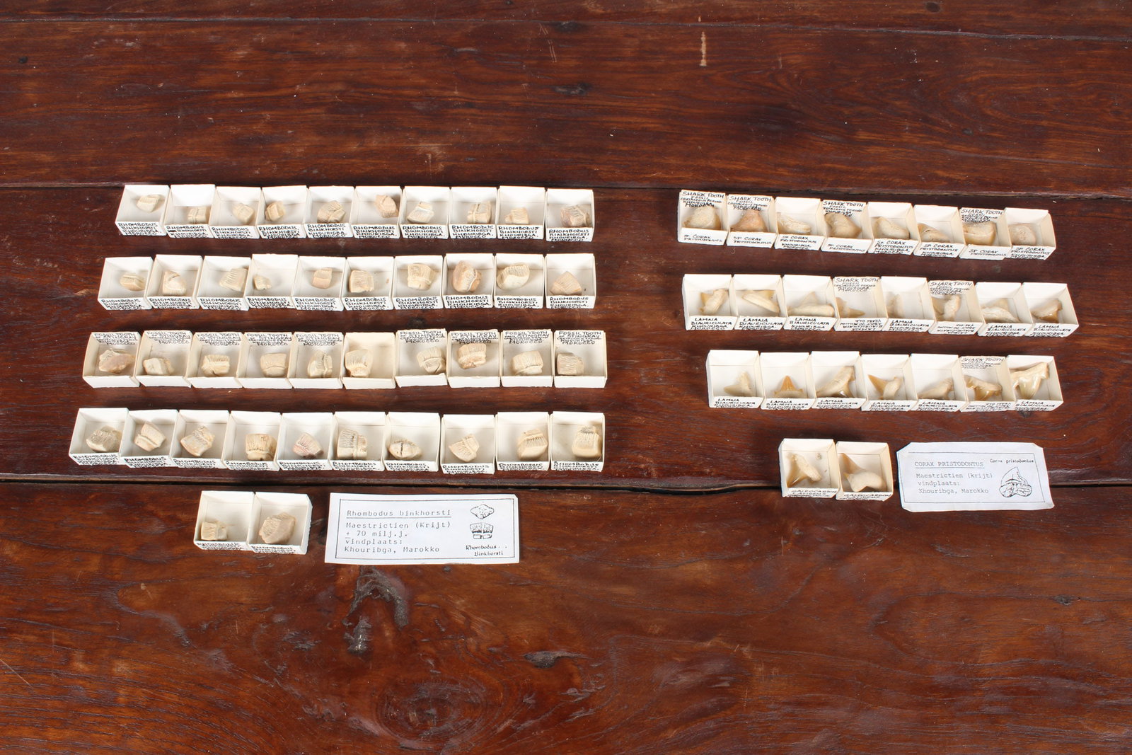 Generous Lot of Maritime Fossil Teeth: 67 Nautical Fossil Teeth. Shark and Stingray. Size: 1" longest