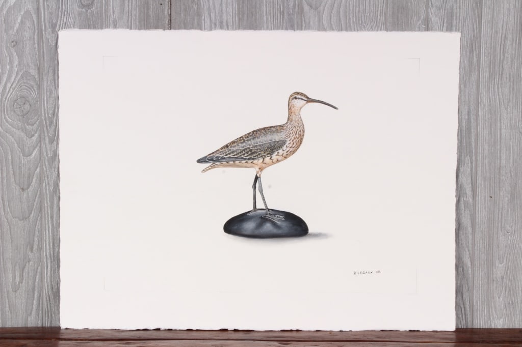 Homage Shorebird Decoy Watercolor: Homage Shorebird Decoy Watercolor. A rendition of the decoy by Roy Legaux Sr. Size: 22.5" H x 30" W