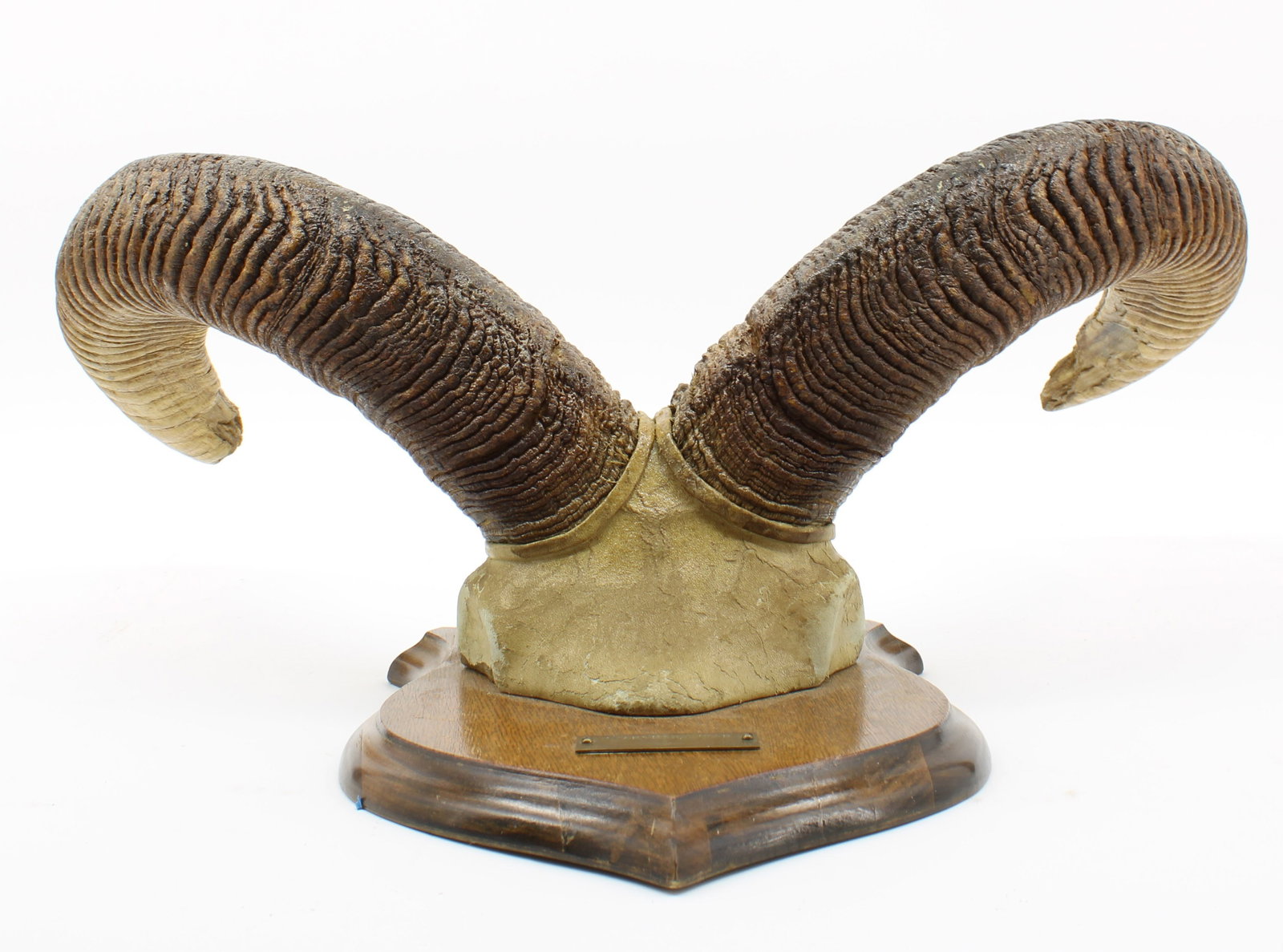 Mouflon Trophy Horn Mount (1 of 7)