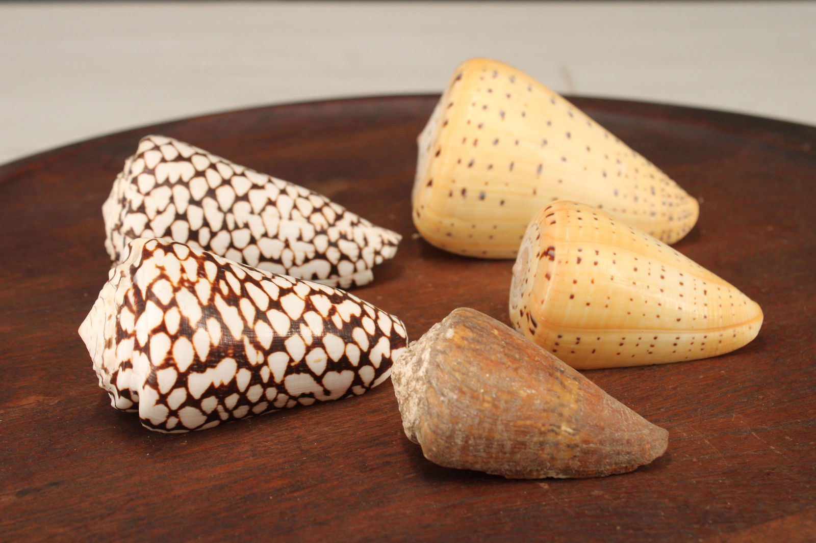 5 Cone Shell Specimens, Conus: 5 Cone Shell Specimens, Conus. Size: largest 4.5" long