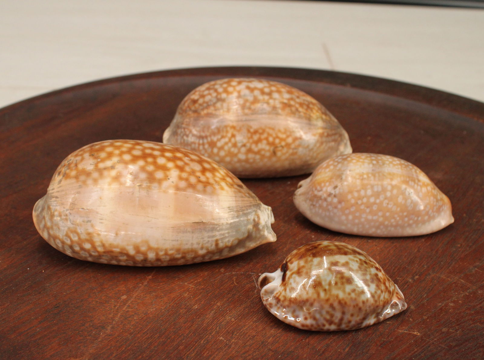 4 Large Cypraea, Cowrie Shell Specimens (1 of 11)
