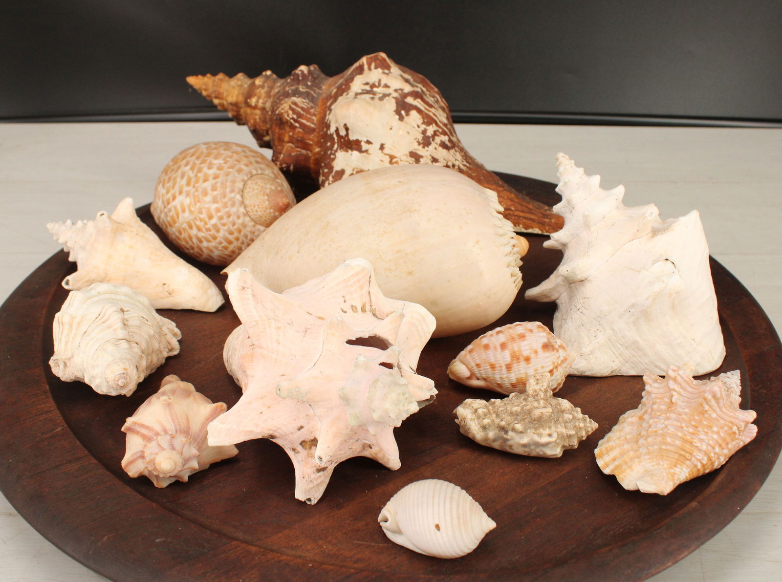 Collection of Large Conch Shells, Longest 14" (1 of 9)