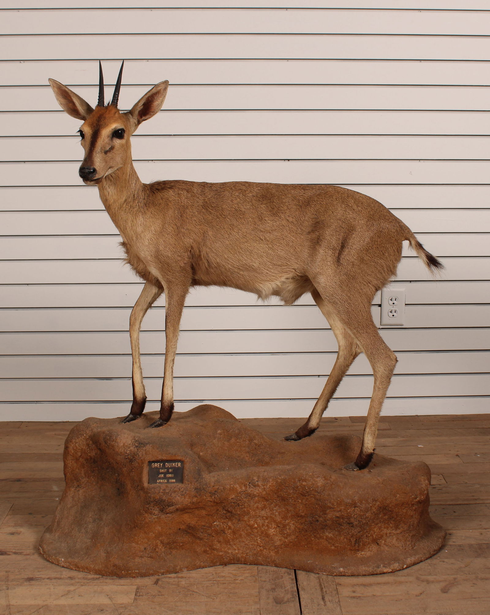 Grey Duiker Full Body Taxidermy Trophy Mount (1 of 8)