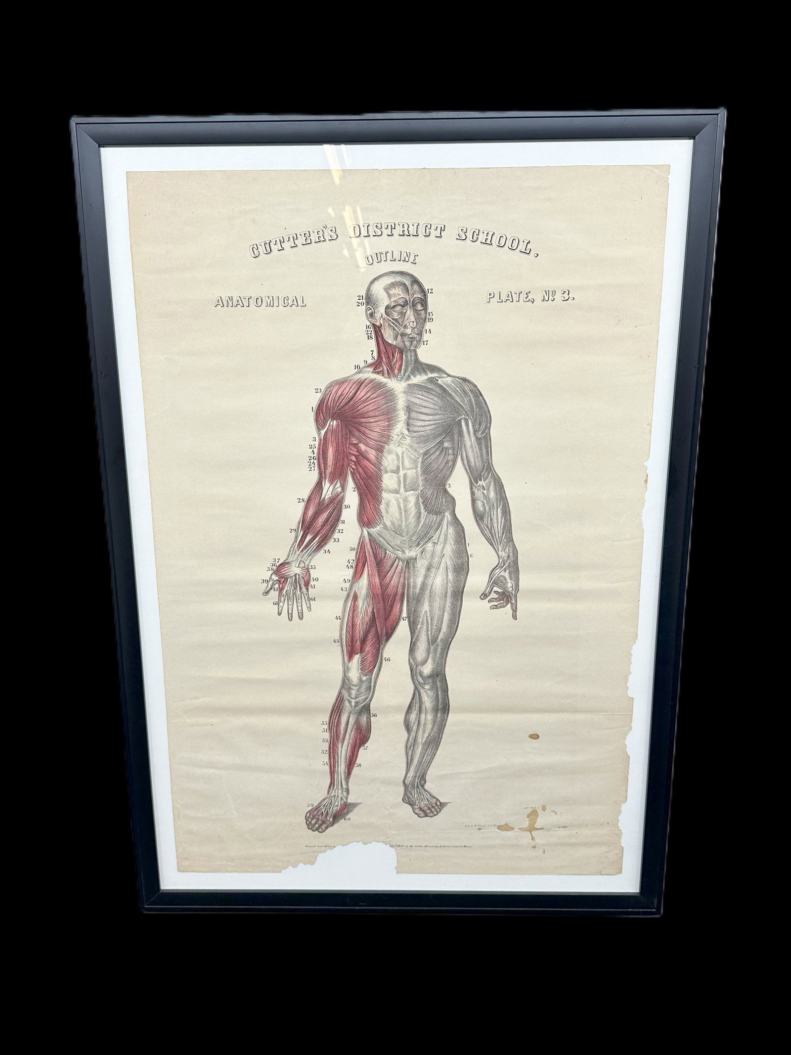 Antique Anatomical Framed Art (1 of 10)