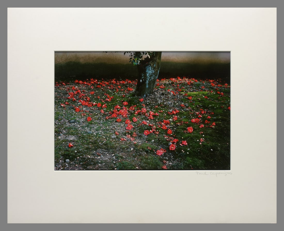 Paul Caponigro (1932 - 2024) Signed 1976 Camelia Tsubaki, Kyoto, Japan 9"x13" Photograph (1 of 3)