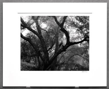Steve Harris Signed 2001 Trees in Fog 10.5"x13" Photograph - Inspired by John Sexton: No Reserve...Selling to the high bidder!! Gelatin silver photograph Darkroom made photograph mounted and matted to 16"x20" museum board. I've lost track of photographer Steve Harris. This is my write