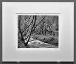 John Sexton (1953 - ) Signed 1978 Stream & Trees - Garapata Creek, California 7"x9" Photograph