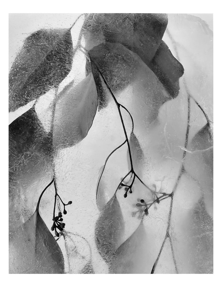 Ryuijie (1950 - ) Signed 2004 Ice-Form # 50 Proof/Test 11"x14" Photograph: Gelatin Silver - RC Photograph Signed, titled, and dated on the back Around 2001 Ryuijie began working on a body of photographs he called “Ice Forms.” The subject matter is botanicals frozen i