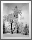 Jeff Nixon (1952 - 2022) Oak Tree, Yosemite Falls, Winter, Yosemite Valley 19"x15" Photograph