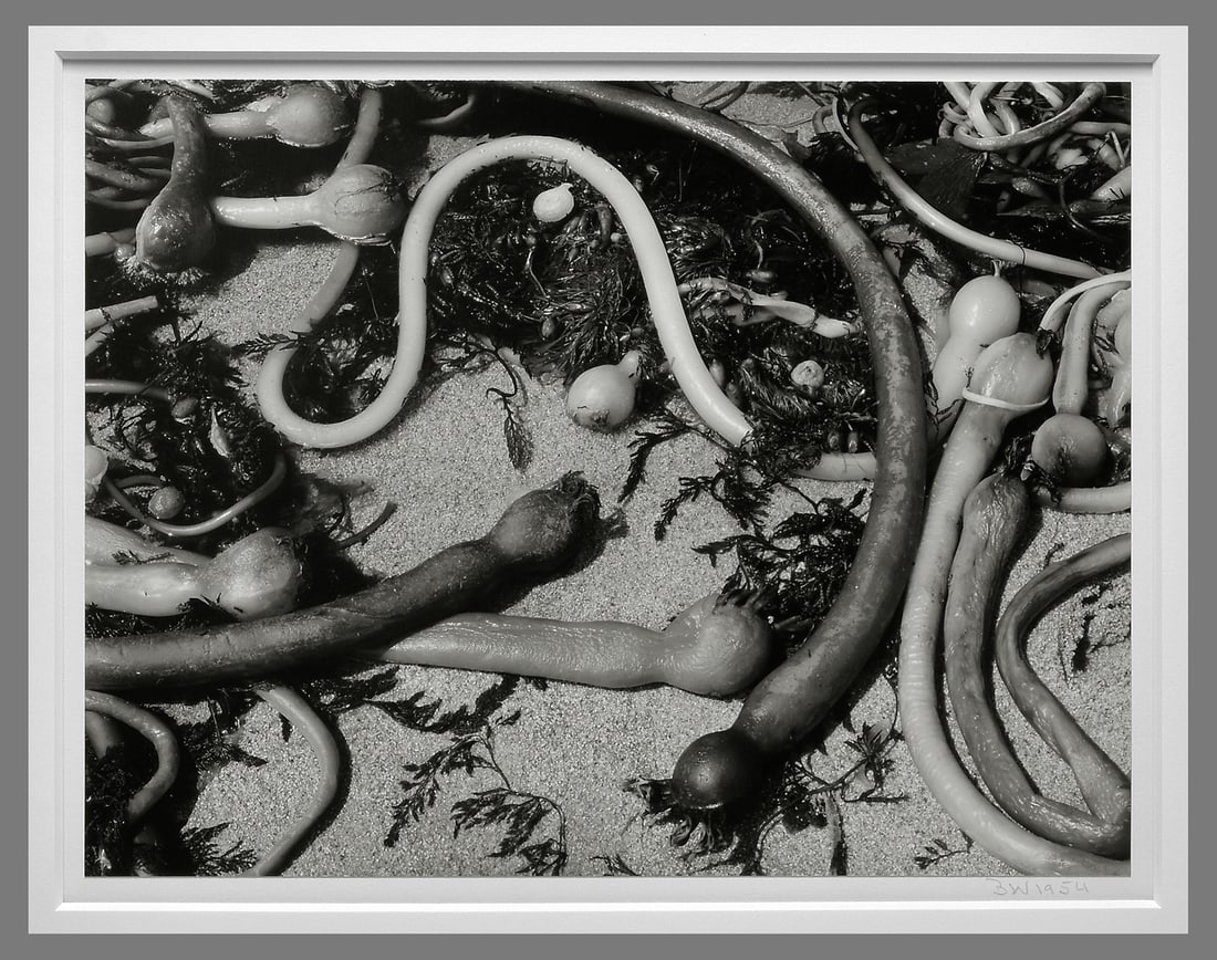 Brett Weston (1911 - 1993) Signed "B.W." 1954 Kelp 11"x14" Rare Contact Photograph!! (1 of 3)