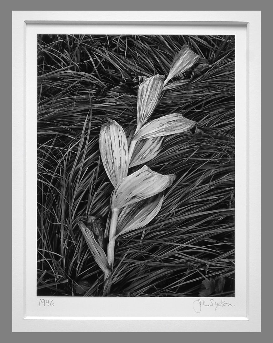 John Sexton (1953 - ) Signed 1996 Corn Lily & Grasses, Near Snowmass Village, Co 7"x5.25" Photograph (1 of 2)