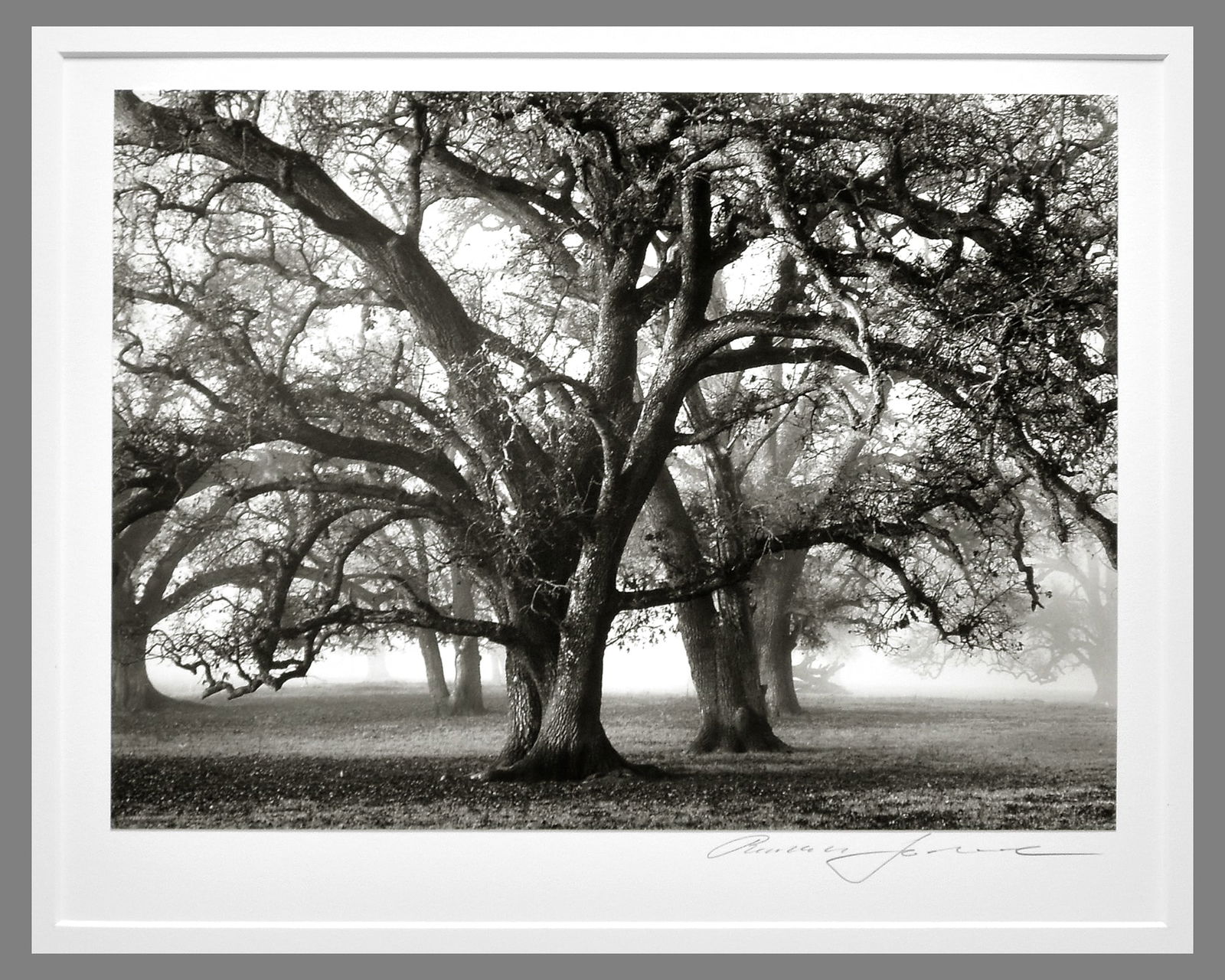 Roman Loranc (1956 - ) Signed 2000 Two Hearted Oak 9.25"x12.5" Photograph - Edition Sold Out (1 of 3)