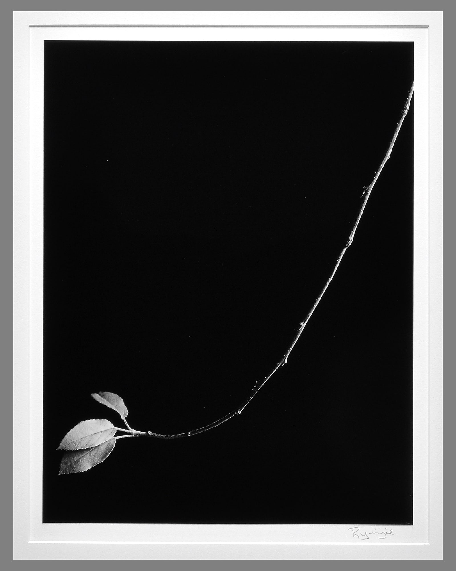 Ryuijie (1950 - ) Signed 2000 Three Leaves 13.25"x10.25" Photograph - #1 of the Edition!!: Classic Ryuijie!! Gelatin silver photograph Signed under the photograph, with title and dates on the back, as shown Mounted and matted with 16"x20" museum board Taken and printed in 2000 Ryuijie was b