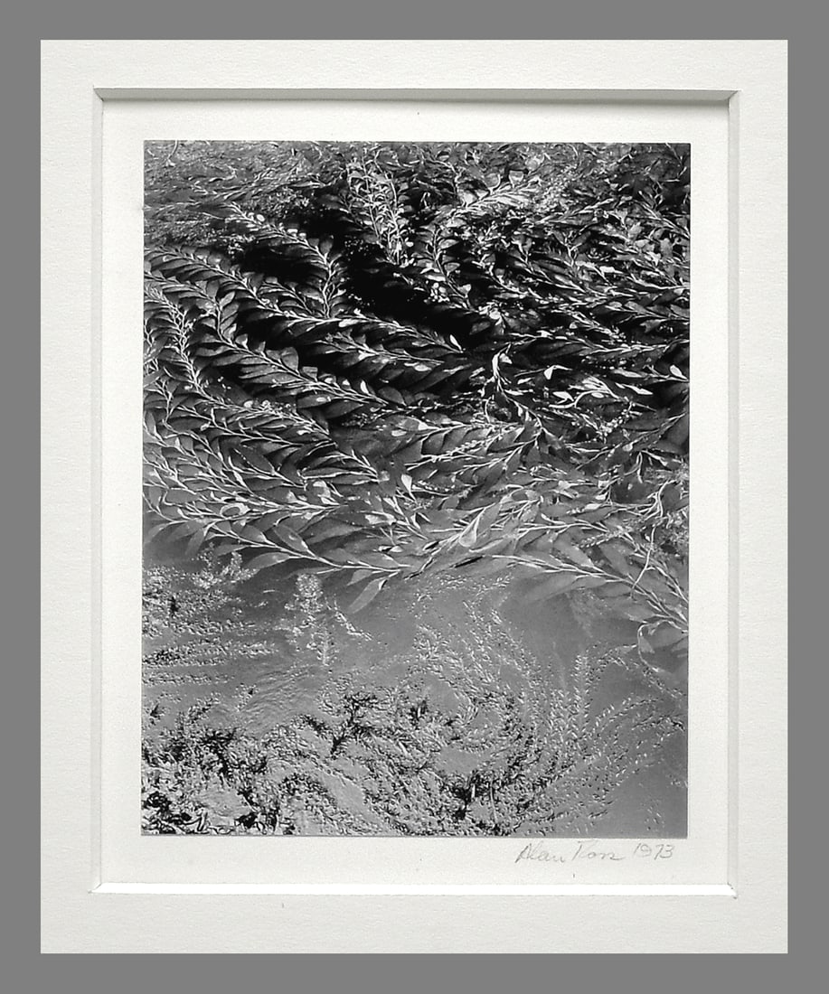 Alan Ross (1948 - ) Signed 1973 Kelp - Point Lobos 4.5"x3.5" Photograph - Early Work by Ross!! (1 of 3)