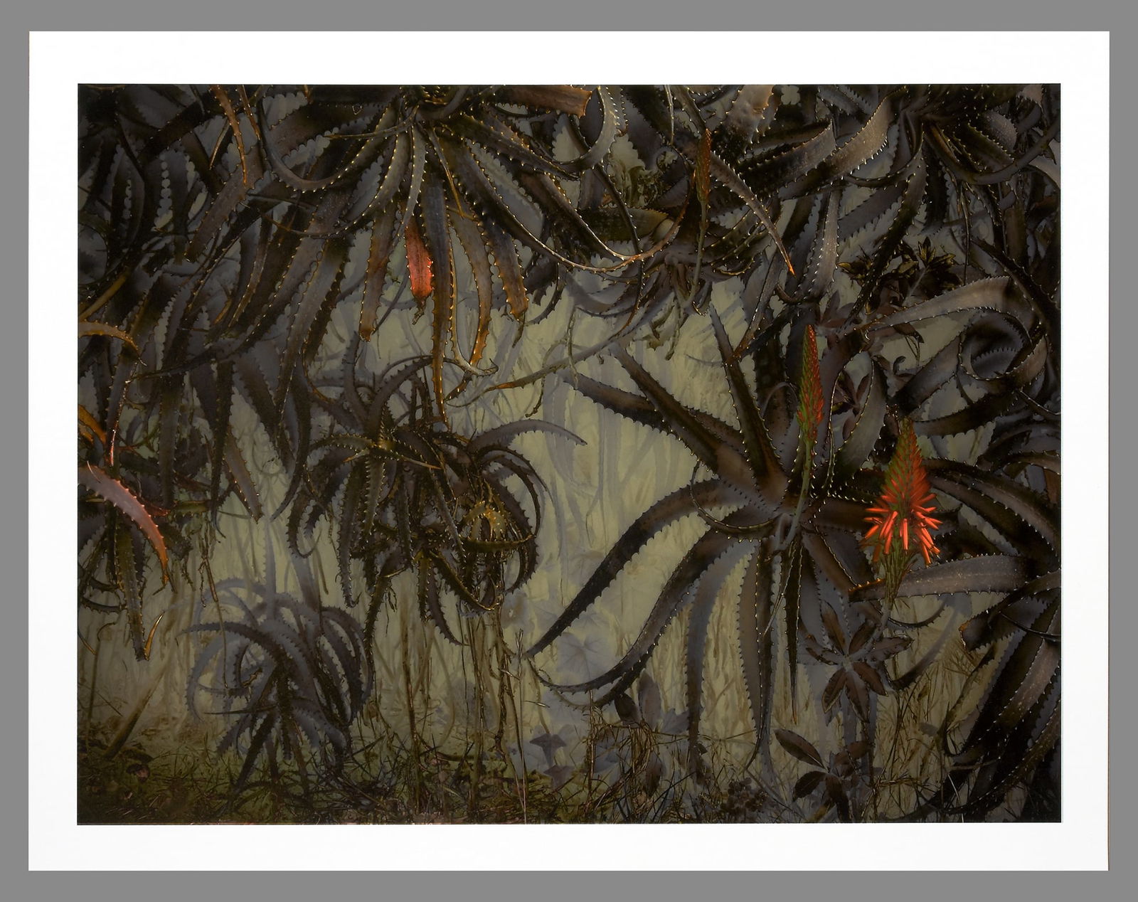 Eduardo Fujii Signed 2013 Still Life with Aloe Vera, #1 7.5"x10" Photograph - Sold-Out!!: Archival Pigment Print Signed and dated on the back Eduardo Fujii is a fine art photographer living on the beautiful Monterey Peninsula in California. At an early age in his native country Brazil, he