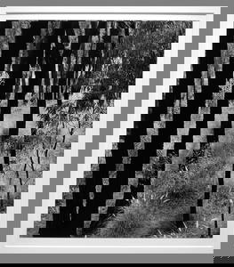 Brett Weston (1911 - 1993) Signed Dark Trees in Grasses 12.25"x10.50" Photograph - Classic Weston!!