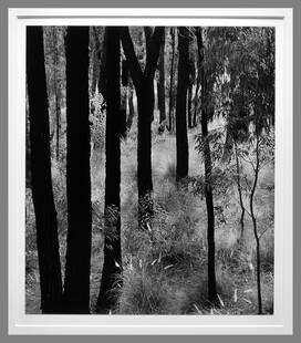 Brett Weston (1911 - 1993) Signed Dark Trees in Grasses 12.25"x10.50" Photograph - Classic Weston!!: Stunning Weston!! Gelatin silver photograph Signed on the mount, lower right corner Over matted with 16"x20" museum board Brett Weston (1911–1993) was born in Los Angeles, the second son of Edward W