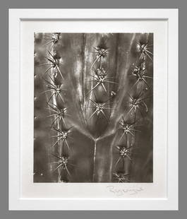 Ryuijie (1950 - ) Signed 1996 Cactus Detail 5"x4" Platinum Photograph #8/25 - No Reserve Auctions!!: Kicking off the 'Something For Everyone June Sale Auction' is this striking photograph by Ryuijie, classic in style and reminiscent of Brett Weston. We’re starting this $500.00 photograph at just