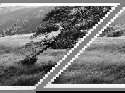 Paul Caponigro (1932 - 2024) Signed Church and Olive Tree - Ireland 12.5"x17.5" Photograph: Oversized Caponigro!! At local galleries in Carmel, they have Caponigro's this size priced in the $2,500.00 area to over $4,000.00!! Gelatin Silver Photograph I believe this image was taken in Ireland