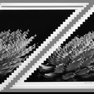 Don Worth (1924 -2009 ) Signed 1968 Succulent Echeveria Radiance 9"x9" Photograph #33/75: A classic Don Worth!! Carmel Galleries have similar Worth's photos priced over $2,500.00!! Gelatin silver photograph, taken in 1968, printed in 2004 Signed in pencil under the image, along with blind