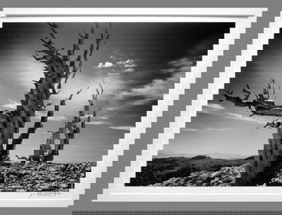 John Wimberley (1944 - ) Signed 1991 Campito Mountain #61 9.75"x13" Photograph - Classic Wimberley!!: The look and feel of photographs selling for 10x this price!! John Wimberley stopped printing in the darkroom a few years back...his custom darkroom made photographs are now getting harder to find. Go