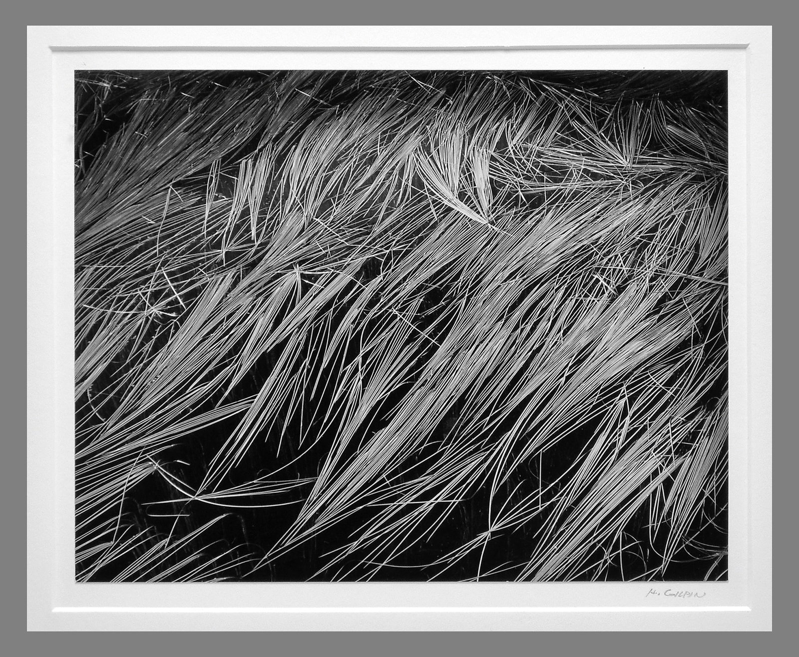 Henry Gilpin (1922 - 2011) Signed Grasses Detail 7.5"x9.5" Photograph with Frame!! (1 of 3)