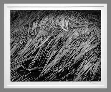 Henry Gilpin (1922 - 2011) Signed Grasses Detail 7.5"x9.5" Photograph with Frame!!: Stunning!! Gelatin silver photograph Signed under the image, stamped on the back of the mount as shown Mounted and matted with 13"x16" museum board "Henry Gilpin's photographs give us the privilege of