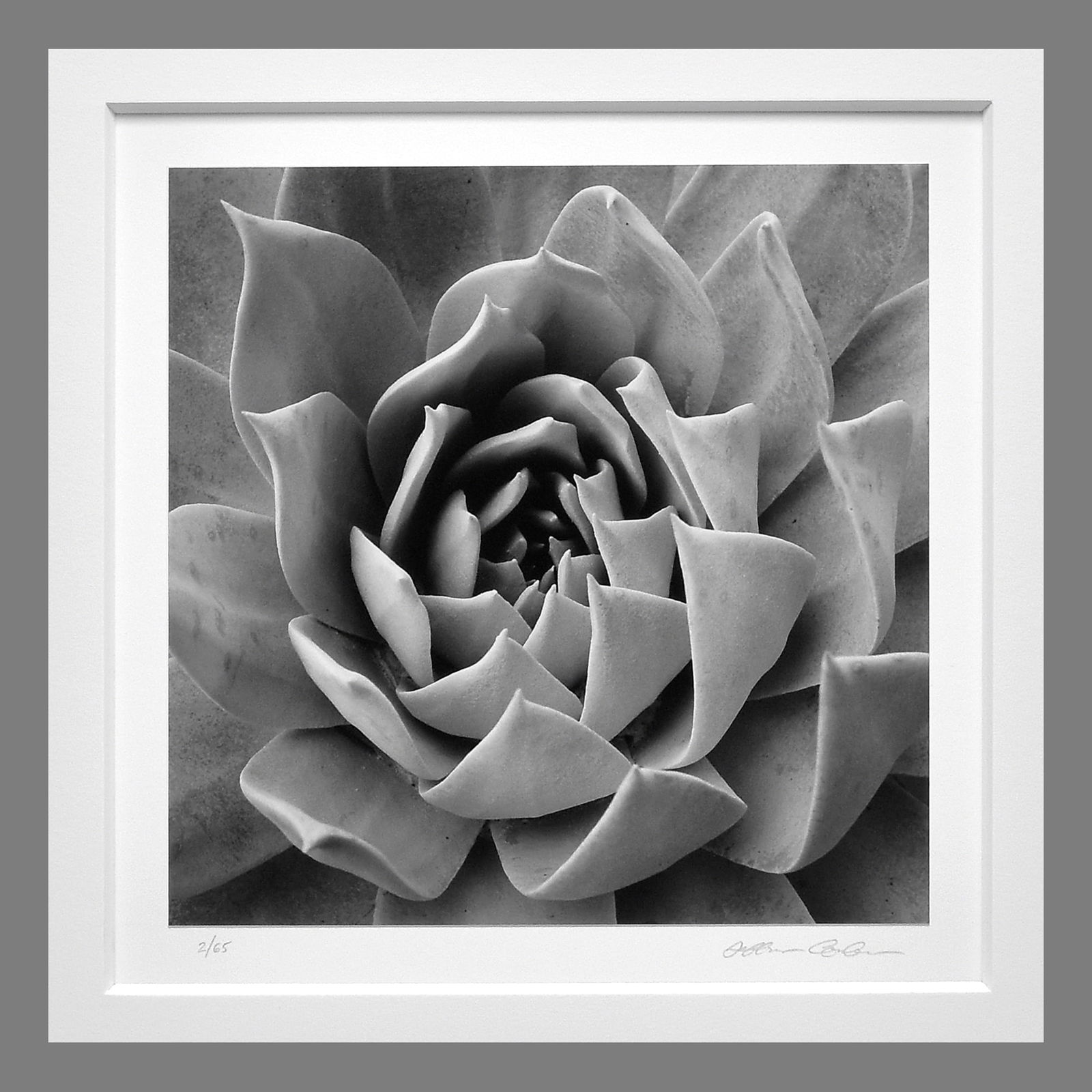 Jeffery Conley (1969 - ) Signed 1999 Succulent 7.5"x7.5" Photograph #2/65 (1 of 3)