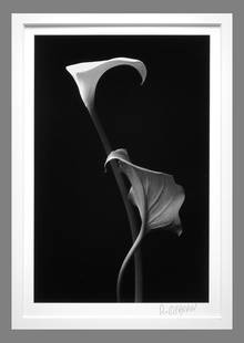 Robert Osborn (1938 - ) Signed 1989 Calla Lily, Carmel, Ca 10"x6.5" Photograph - Estate Collection: The look and feel of a Robert Mapplethorpe or Imogen Cunningham Calla Lily photograph without the $5,000.00 price tag! Gelatin silver photograph Darkroom made photograph mounted/matted to 16"x20" muse