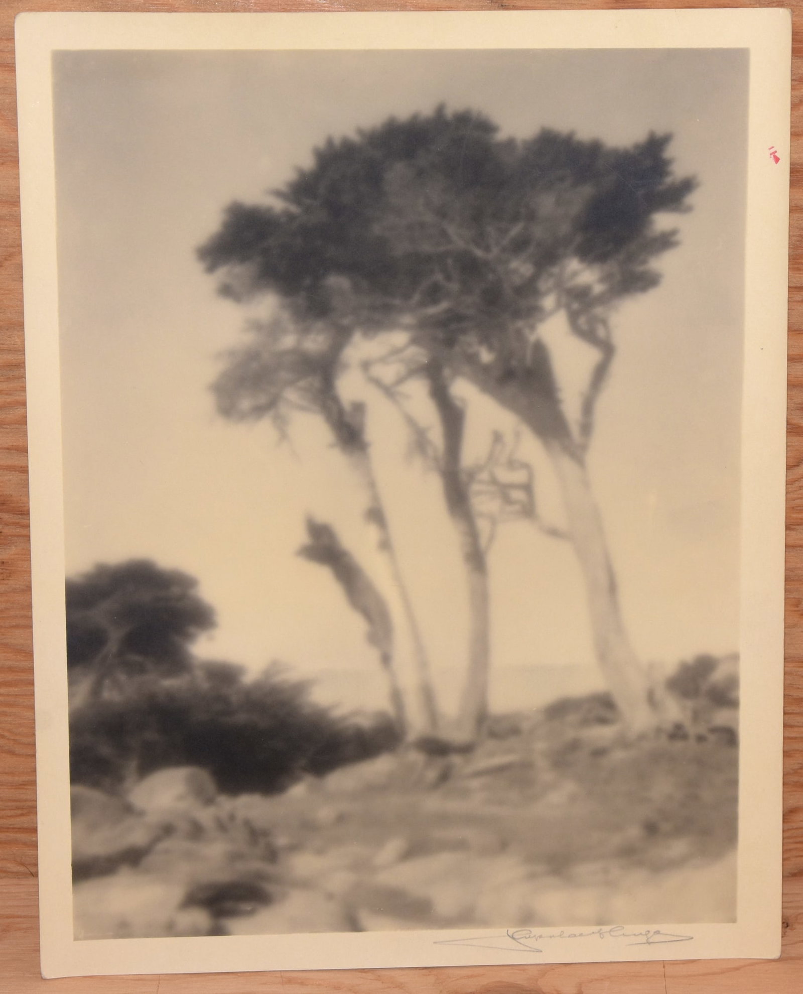 Leopold Hugo (1866 - 1933) Signed Cypress Trees 12.75"x9.75" Photograph - Estate Find - Rare! (1 of 2)