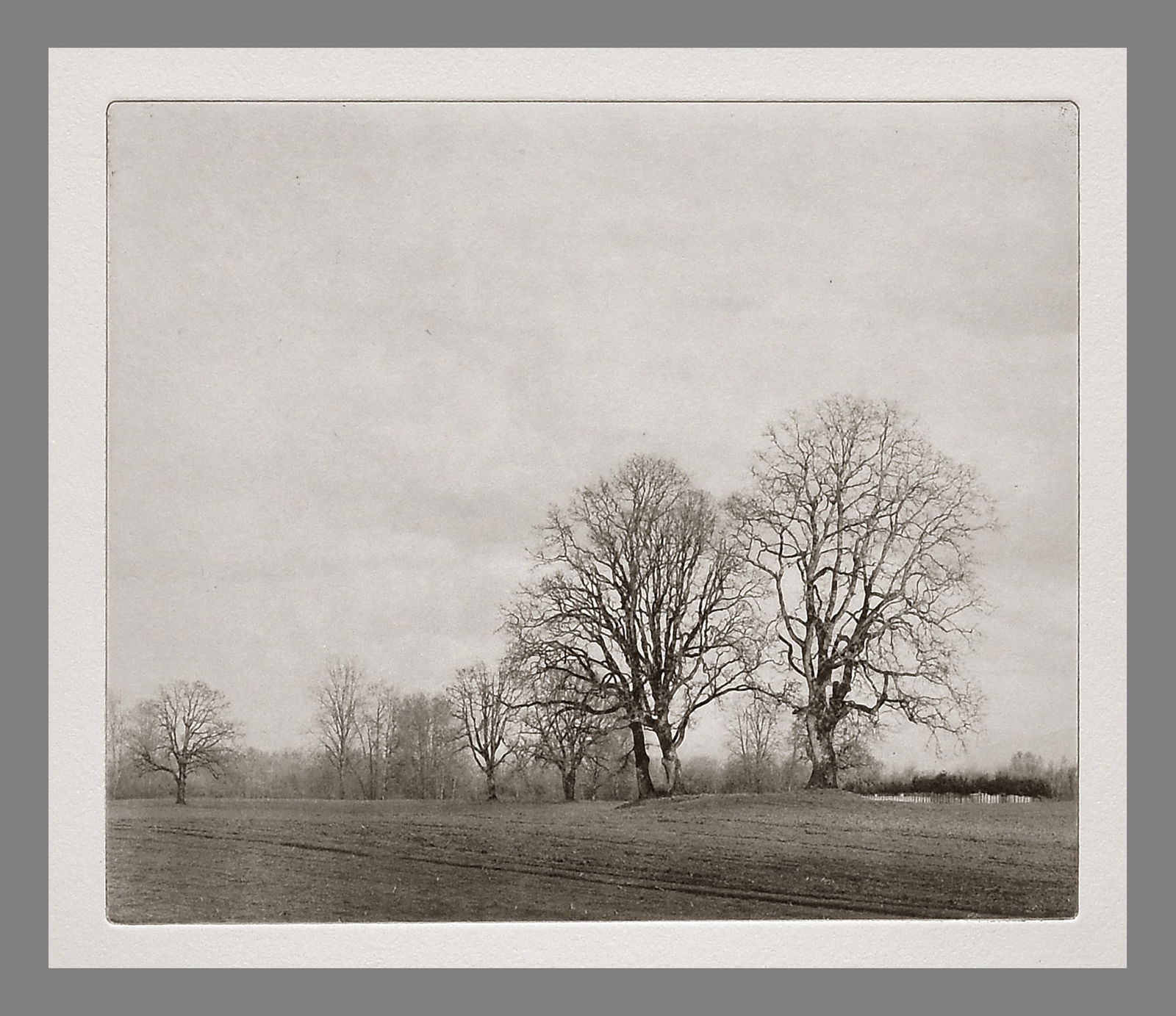 Ray Bidegain (1959 - ) Signed 2021 "Sauvie Trees" 5.5"x6.75" Photogravure Photograph #3/12: Stunning! Printed on 11"x15" paper "Photographer Paul Strand once said that he liked the concept of putting a big idea into a small picture. That has resonated with me, and for many reasons, I, too, h