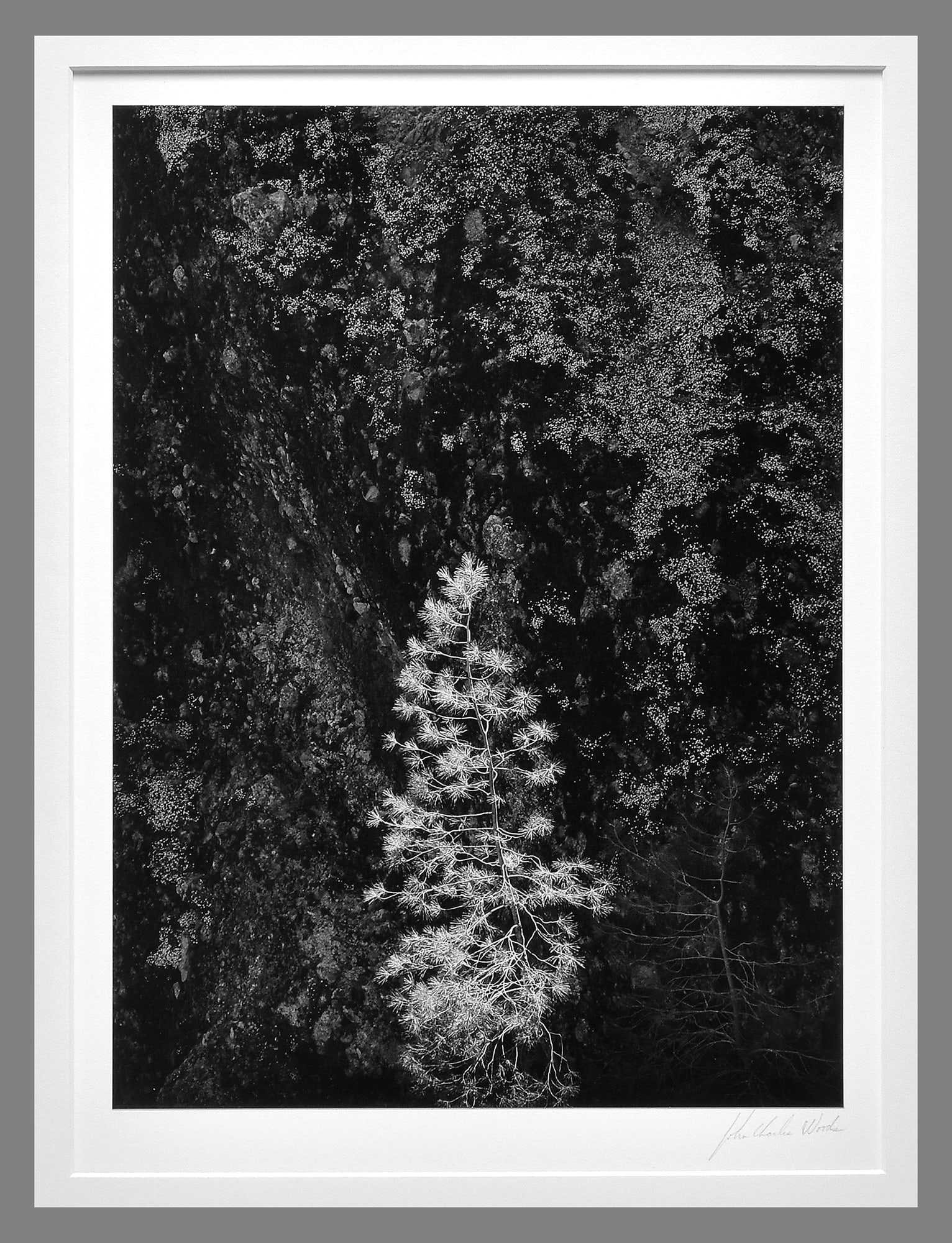 John Charles Woods (1952 - ) Signed 1985 Pine & Cliff - Pinnacles N.M  13.5"x9.75"  Photograph (1 of 3)