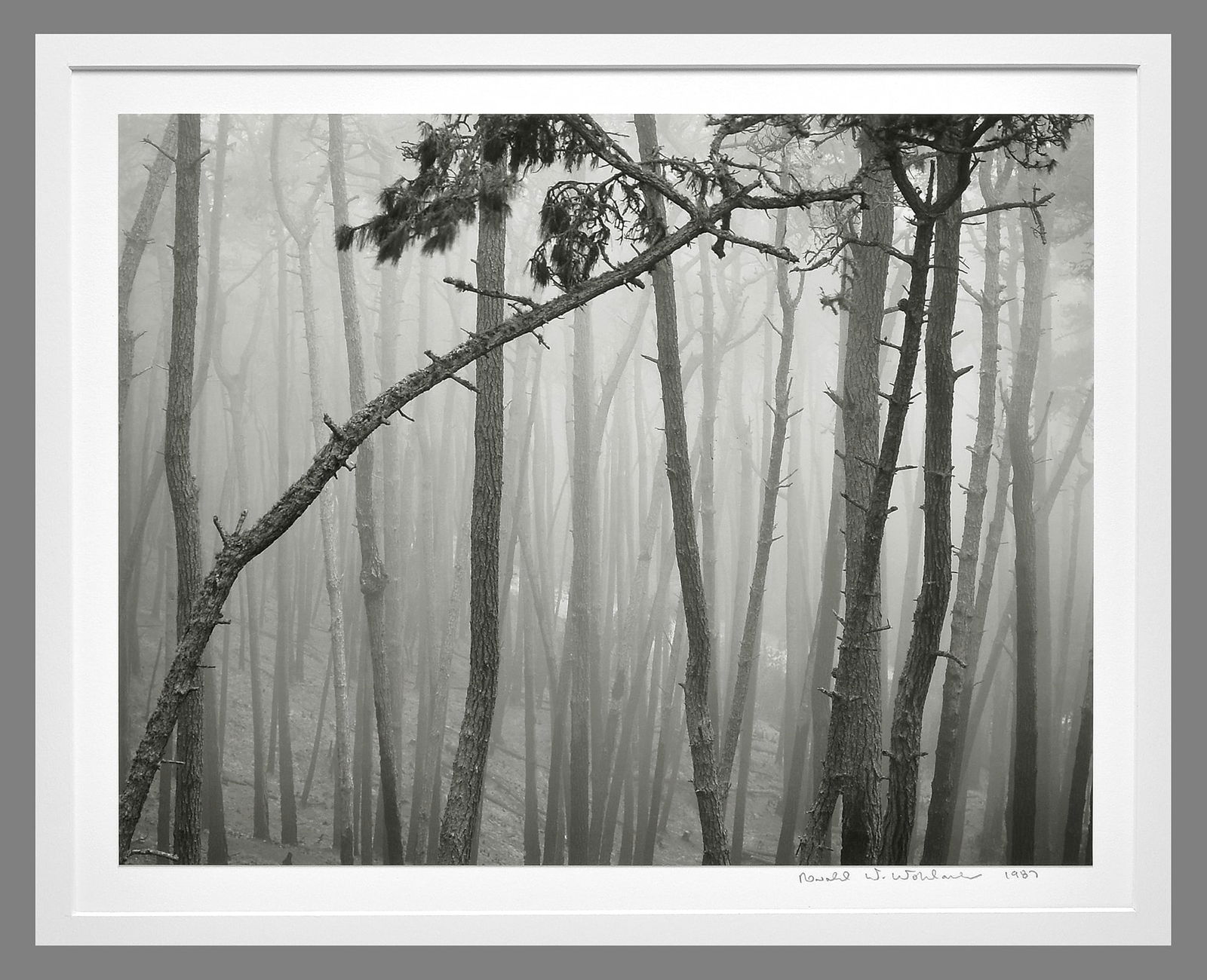Ronald Wohlauer (1947 – 2004) Signed 1987 Del Monte Forest, Monterey, Ca 10"x13.25" Photograph: The look and feel of a $2,000.00+ Brett Weston! Wohlauer was a former Brett Weston apprentice and his work shows it! From the back cover of Wolhauer's book - "Wohlauer is a young photographer with the