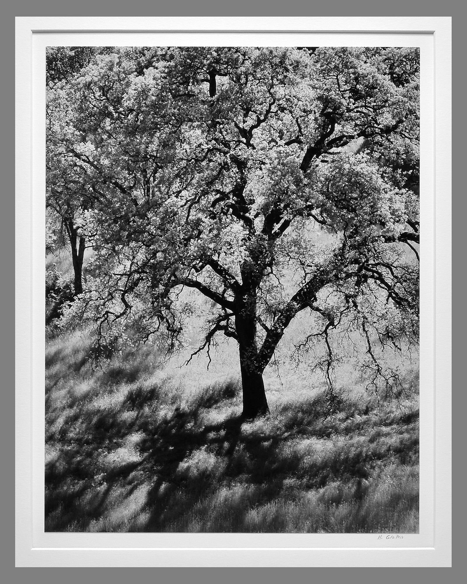 Henry Gilpin (1922 - 2011) Signed 1984 Oak Tree and Shadows 13.5"x10.5" Photograph - Very Rare! (1 of 3)