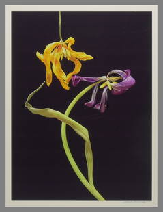 Michael Stansbury (1944 - 2024) Signed 2005 Floral Still-Life 16"X12.5" Photograph: The look and feel of a Robert Mapplethorpe still-life image. Stansbury’s photography captures the same timeless depth and tonal mastery that collectors admire in the greats. The more I see his