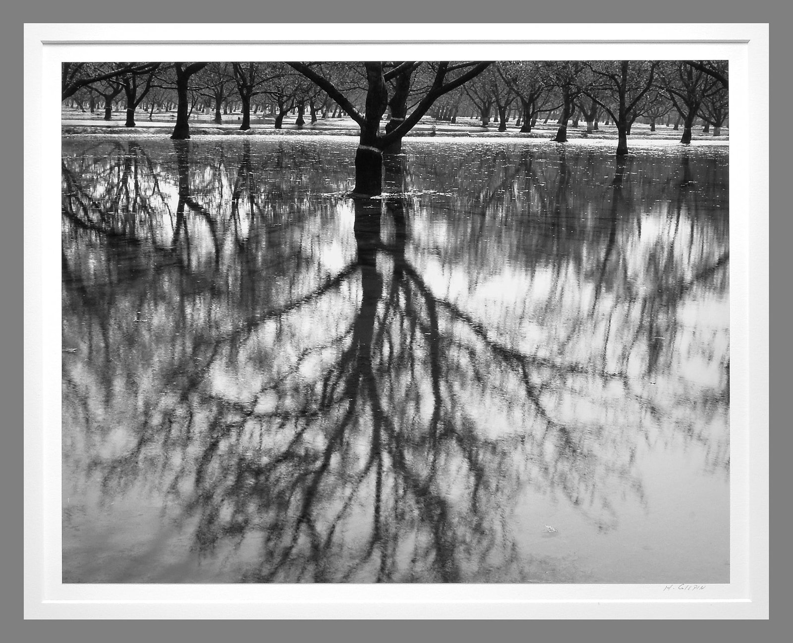 Henry Gilpin (1922-2011) Signed 1978 Big Tree Reflection 10.5"x13.5" Photograph (1 of 3)