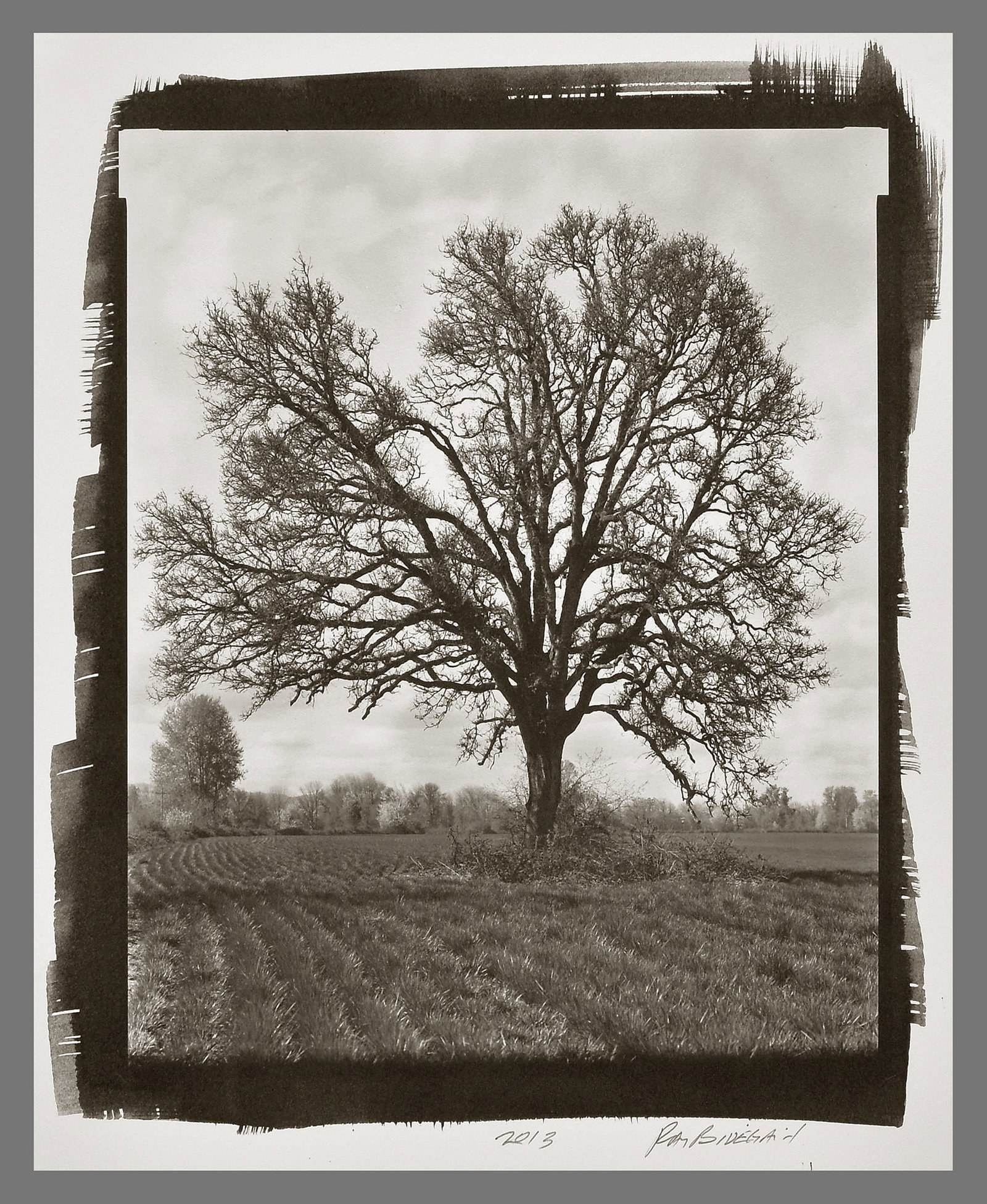 Ray Bidegain (1959 -) Signed 2013 Afternoon Oak 9.5"x7.5" Platinum Photograph (1 of 2)