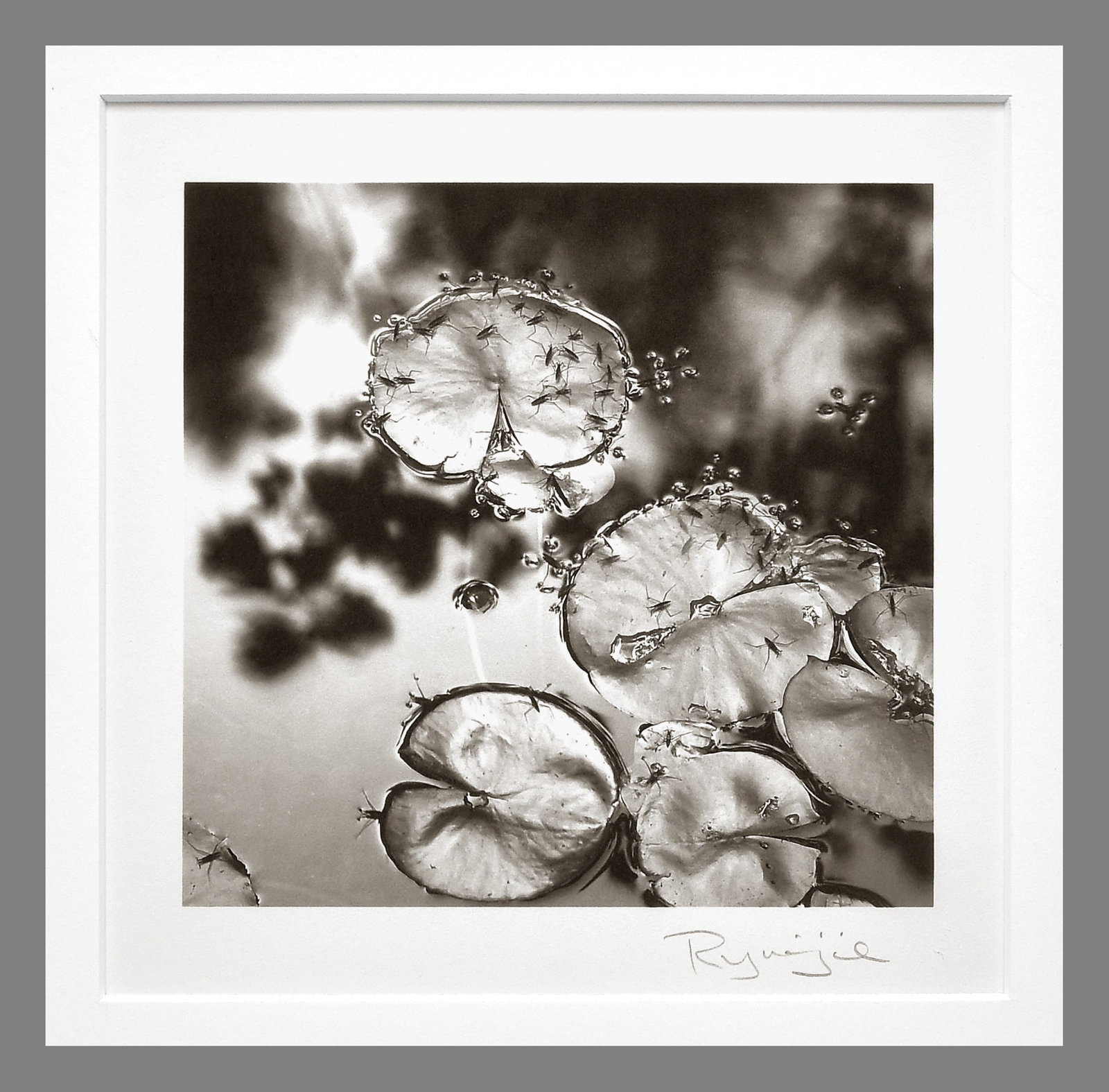 Ryuijie (1950- ) Signed 2011 Lily Pond - Oregon 5.5"x5.25" Platinum Photograph #6/15: If you’ve ever wanted to own a delicate Ryuijie platinum photograph, this is a wonderful opportunity. Starting at just 250.00...far below his $800.00 retail, this finely crafted photograph offers an