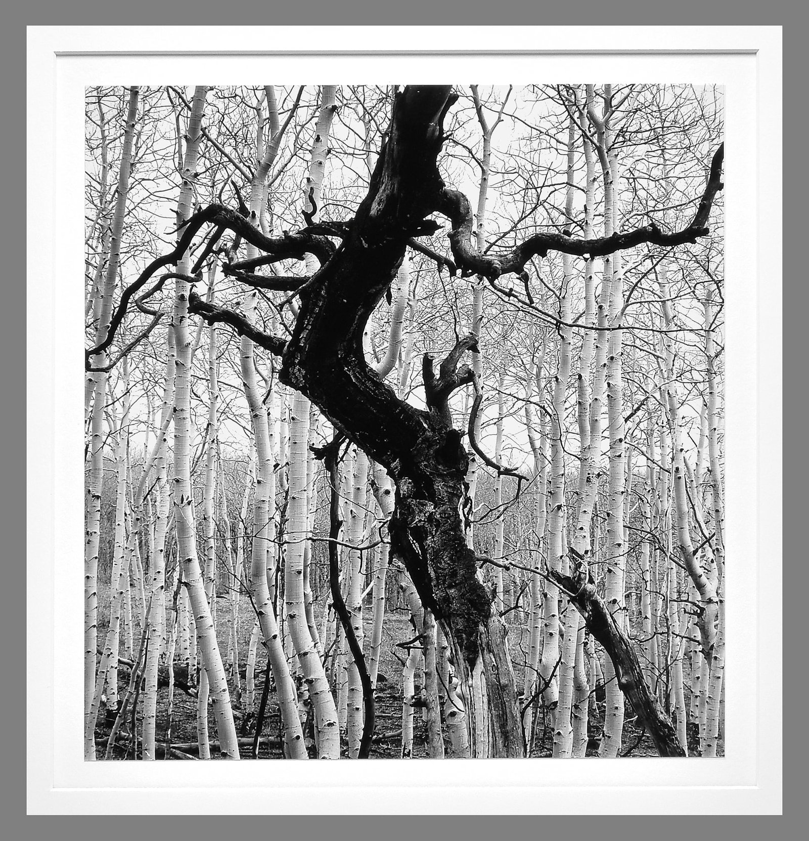 Brett Weston (1911-1993) Signed 1972 Aspens with Dark Tree 11"x10.5" Photograph (1 of 2)