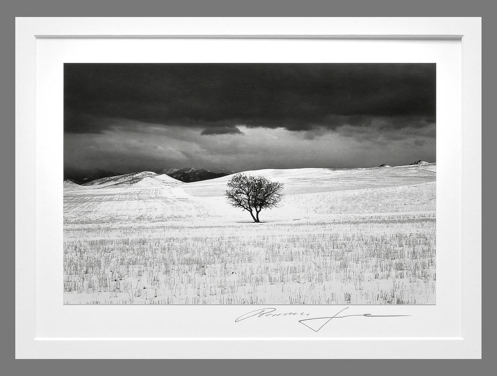 Roman Loranc (1956 -) Signed 2010 Dream of Tree 6"x9" Photograph  - Level Two Price! (1 of 3)