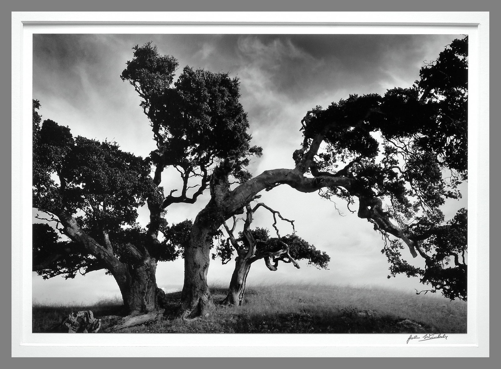 John Wimberley (1944 -) Signed 1990 Three Oaks, Autumn 9.25"x13.25" Photograph - No Reserve! (1 of 3)
