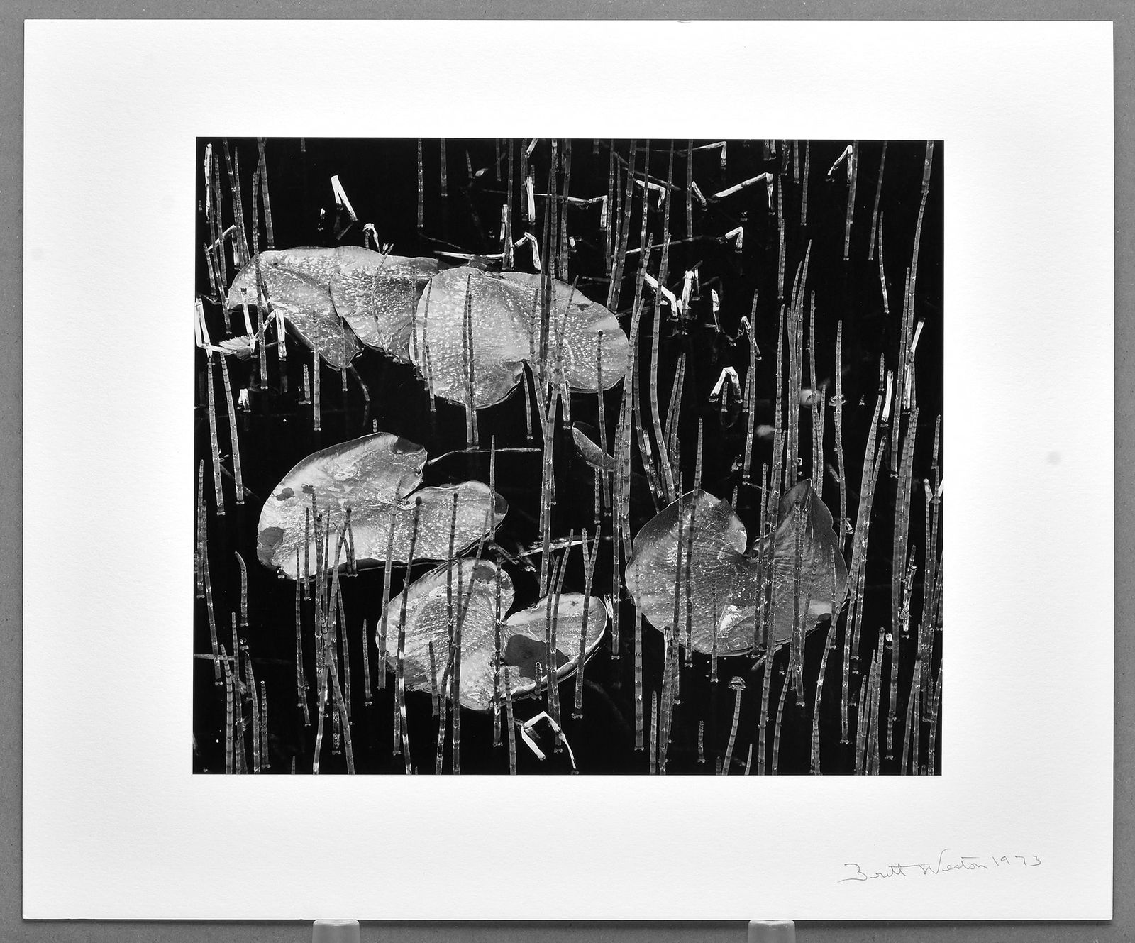 Brett Weston (1911-1993) Signed 1973 Lilies and Grasses - Alaska 10.50"x12.25" Photograph (1 of 2)