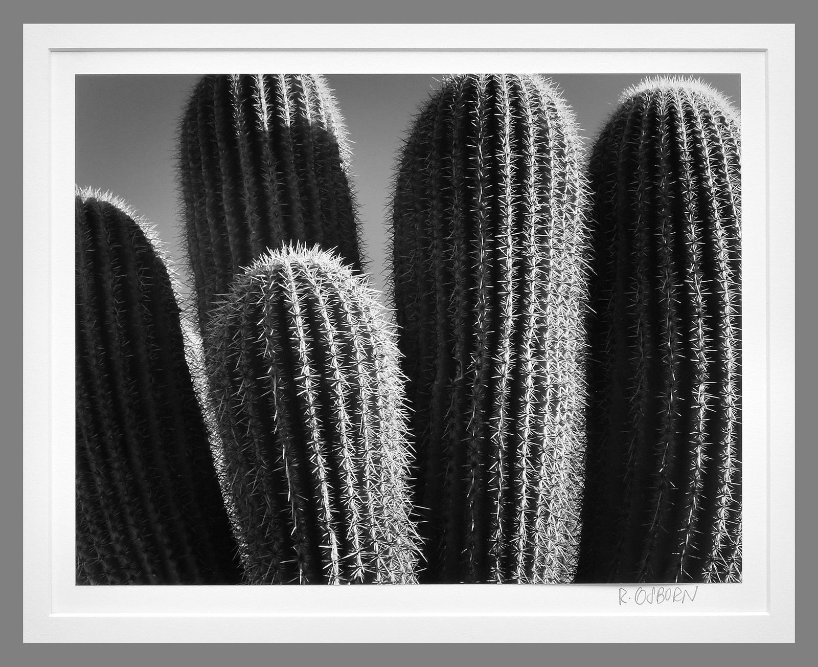 Robert Osborn (1938 - ) Signed 1987 Saguaro Branches - Arizona 9"x11.5" Photograph: The look and feel of a $3,000 Brett Weston! Gelatin silver photograph Darkroom made photograph mounted/matted to 16"x20" museum board Signed under the image, titled on the back Osborn was in the publi
