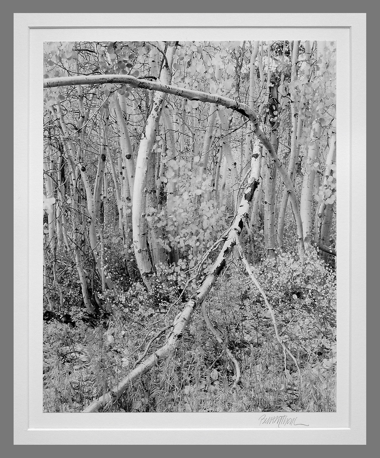 Brett Thomas (1955- ) Signed 1999 Aspens Lundy Canyon, Ca. 12"x9.5" Photograph: Has that John Sexton, Jeffrey Conley feel to it, read on... A standout early landscape by Monterey Peninsula photographer Brett Thomas, captured in 1999 during a Sierra trip with noted photographer Je